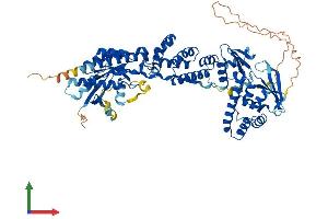 AlphaFold protein structure predicition of Mouse Recombinant Rhobtb1 Protein, UniprotID Q9DAK3
