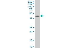 TP53 monoclonal antibody (M04), clone 2C11 Western Blot analysis of TP53 expression in A-431 .