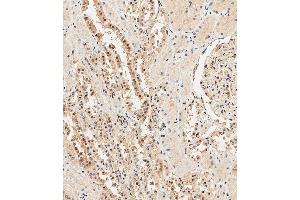 Immunohistochemical analysis of paraffin-embedded Human kidney tissue using (ABIN388039 and ABIN2845540) performed on the Leica® BOND RXm. (Ubiquitin anticorps  (N-Term))