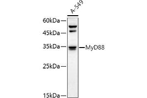 Western blot analysis of extracts of A-549 cells, using MyD88 antibody (ABIN6128257, ABIN6144228, ABIN6144229 and ABIN6213986) at 1:1000 dilution.