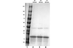 Recombinant Histone H3 dimethyl Lys14 tested by SDS-PAGE gel. (Histone 3 Protein (H3) (H3K14me2))
