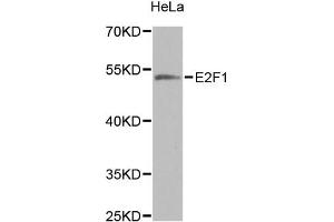 Western blot analysis of extracts of HeLa cells, using E2F1 antibody (ABIN5971098) at 1/1000 dilution. (E2F1 anticorps)
