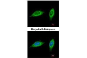 ICC/IF Image Immunofluorescence analysis of paraformaldehyde-fixed HeLa, using MTHFD2, antibody at 1:200 dilution.