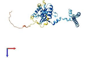 AlphaFold protein structure predicition of Mouse Recombinant Psmd14 Protein, UniprotID O35593