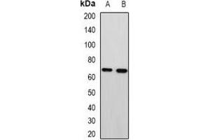 Western blot analysis of MTA3 expression in HepG2 (A), A549 (B) whole cell lysates. (MTA3 anticorps)