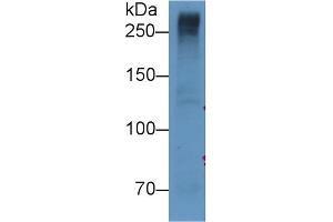 Detection of RELN in U87MG cell lysate using Monoclonal Antibody to Reelin (RELN) (Reelin anticorps  (AA 2978-3373))