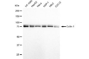 Western blotting analysis using Cullin 1 antibody (ABIN7798176). (Recombinant Cullin 1 anticorps)