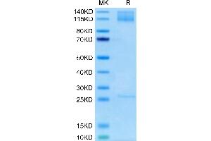 Biotinylated Human ITGA5&ITGB1 on Tris-Bis PAGE under reduced condition.