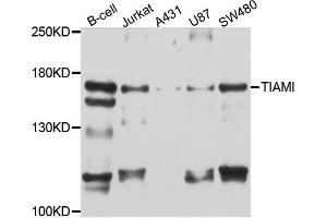 Western blot analysis of extract of various cells, using TIAM1 antibody. (TIAM1 anticorps)