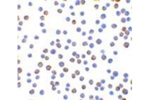 Immunocytochemistry of XBP-1 in HepG2 cells with this product at 10 μg/ml. (XBP1 anticorps  (N-Term))