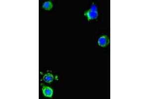 Immunofluorescent analysis of Hela cells using ABIN7150550 at dilution of 1:100 and Alexa Fluor 488-congugated AffiniPure Goat Anti-Rabbit IgG(H+L) (DNAJC3 anticorps  (AA 277-496))