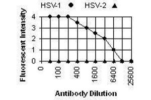 Immunofluorescence (IF) image for anti-Herpes Simplex Virus Type 1, Glycoprotein E (HSV1 gE) antibody (ABIN265562) (HSV1 gE anticorps)