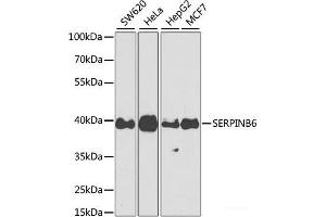 Western blot analysis of extracts of various cell lines using SERPINB6 Polyclonal Antibody at dilution of 1:1000. (SERPINB6 anticorps)