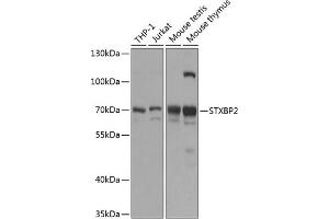 Western blot analysis of extracts of various cell lines, using STXBP2 antibody (ABIN6129716, ABIN6148675, ABIN6148677 and ABIN6216163) at 1:1000 dilution. (STXBP2 anticorps  (AA 1-280))