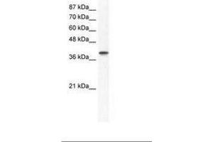 Image no. 1 for anti-Transcription Factor AP-4 (Activating Enhancer Binding Protein 4) (TFAP4) (AA 198-247) antibody (ABIN202279) (TFAP4 anticorps  (AA 198-247))