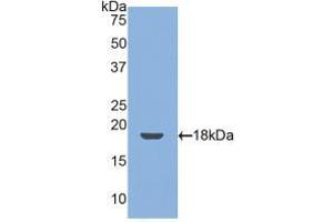 Western blot analysis of recombinant Mouse TM. (Thrombomodulin anticorps  (AA 31-167))
