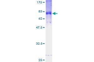 FBXL2 Protein (AA 1-423) (GST tag)