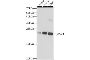 Western blot analysis of extracts of various cell lines, using SPC24 antibody (ABIN7270514) at 1:1000 dilution.
