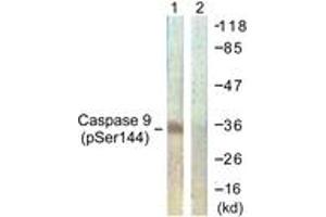 Western blot analysis of extracts from K562 cells, using Caspase 9 (Phospho-Ser144) Antibody. (Caspase 9 anticorps  (pSer144))