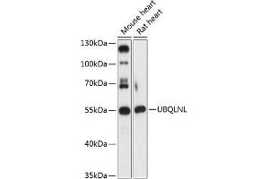 Western blot analysis of extracts of various cell lines, using UBQLNL antibody (ABIN7271125) at 1:3000 dilution.