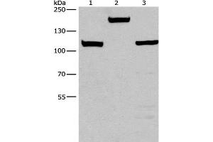 Western Blot analysis of Mouse kidney tissue, 293T and 231 cell using TP53BP2 Polyclonal Antibody at dilution of 1:375 (TP53BP2 anticorps)
