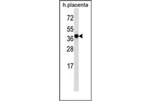 Western blot analysis of OR5H2 Antibody (OR5H2 anticorps  (C-Term))