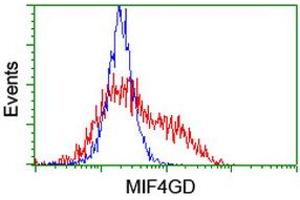 Image no. 1 for anti-MIF4G Domain Containing (MIF4GD) antibody (ABIN1499471) (MIF4GD anticorps)