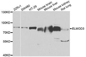 Western blot analysis of extracts of various cell lines, using ELMO3 antibody. (ELMO3 anticorps  (AA 504-773))