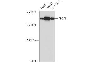 Western blot analysis of extracts of various cell lines, using  antibody (ABIN7265730) at 1:1000 dilution. (ABCA8 anticorps)