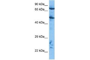 Host:  Rabbit  Target Name:  CUL2  Sample Tissue:  HepG2 Whole Cell lysates  Antibody Dilution:  1. (Cullin 2 anticorps  (C-Term))