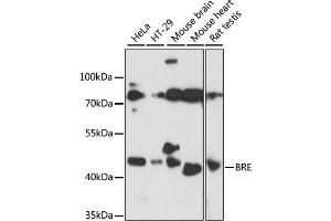 Western blot analysis of extracts of various cell lines, using BRE antibody (ABIN7265912) at 1:1000 dilution.