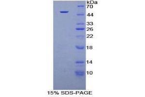 SDS-PAGE (SDS) image for Interferon alpha (IFNA) (AA 23-187) protein (His tag,GST tag) (ABIN1877275)