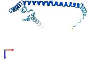AlphaFold protein structure predicition of Human Recombinant CAV3 Protein, UniprotID P56539