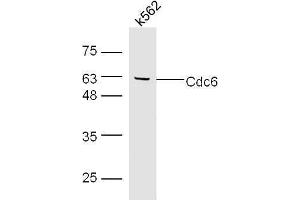 K562 cell lysates probed with Rabbit Anti-Cdc6 Polyclonal Antibody, Unconjugated  at 1:500 for 90 min at 37˚C. (CDC6 anticorps)