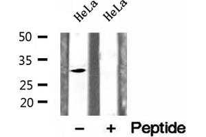 Western blot analysis of extracts of HeLa cells, using CHMP2A antibody. (CHMP2A anticorps  (Internal Region))