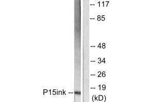 Western blot analysis of extracts from HeLa cells, using p15 INK antibody. (CDKN2B anticorps)