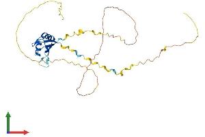 AlphaFold protein structure predicition of Mouse Recombinant Rnps1 Protein, UniprotID Q99M28