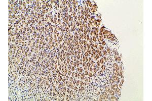 ABIN6277691 at 1/100 staining rat gastric tissue sections by IHC-P. (Ephrin B2 anticorps  (C-Term))