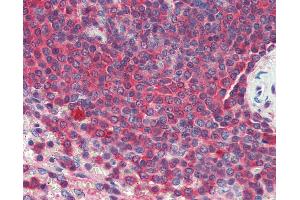 Anti-HSP90 / Heat Shock Protein 90 antibody IHC of human spleen.