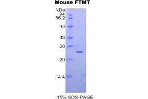SDS-PAGE analysis of Mouse FTMT Protein. (Ferritin Mitochondrial Protéine)