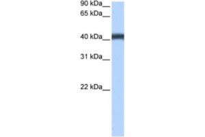 Western Blotting (WB) image for anti-Major Facilitator Superfamily Domain Containing 3 (MFSD3) antibody (ABIN2463455) (MFSD3 anticorps)