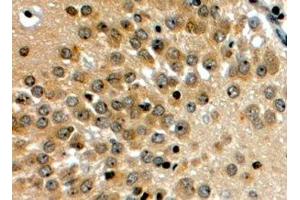 ABIN2564185 (4µg/ml) staining of paraffin embedded Human Hippocampus. (NOTCH3 anticorps  (C-Term))
