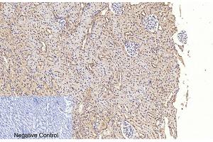 Immunohistochemical analysis of paraffin-embedded rat kidney tissue. (Caspase 3 p17 (AA 100-180), (Cleaved-Asp175) anticorps)
