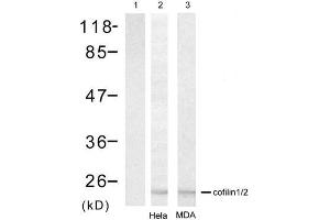Western blot analysis of extracts from Hela cell and MDA cell using cofilin1/cofilin2 (Ab-88) Antibody (E021507). (Cofilin1/2 (CFL1/2) anticorps)
