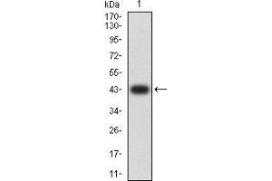 Western blot analysis using CD44 mAb against human CD44 (AA: extra 36-194) recombinant protein. (CD44 anticorps  (AA 36-194))
