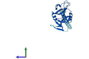 AlphaFold protein structure predicition of Human Recombinant CLEC6A Protein, UniprotID Q6EIG7