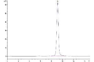 The purity of Cynomolgus PRLR is greater than 95 % as determined by SEC-HPLC. (Prolactin Receptor Protein (PRLR) (AA 25-236) (His tag))