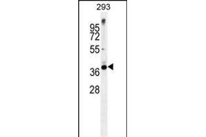 STX16 Antibody (C-term) (ABIN656113 and ABIN2845452) western blot analysis in 293 cell line lysates (35 μg/lane). (Syntaxin 16 anticorps  (C-Term))