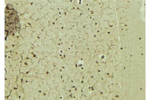 ABIN6276848 at 1/100 staining Mouse brain tissue by IHC-P.