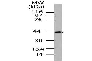 Image no. 1 for anti-DNA Fragmentation Factor, 45kDa, alpha Polypeptide (DFFA) (AA 111-331) antibody (ABIN5027282)